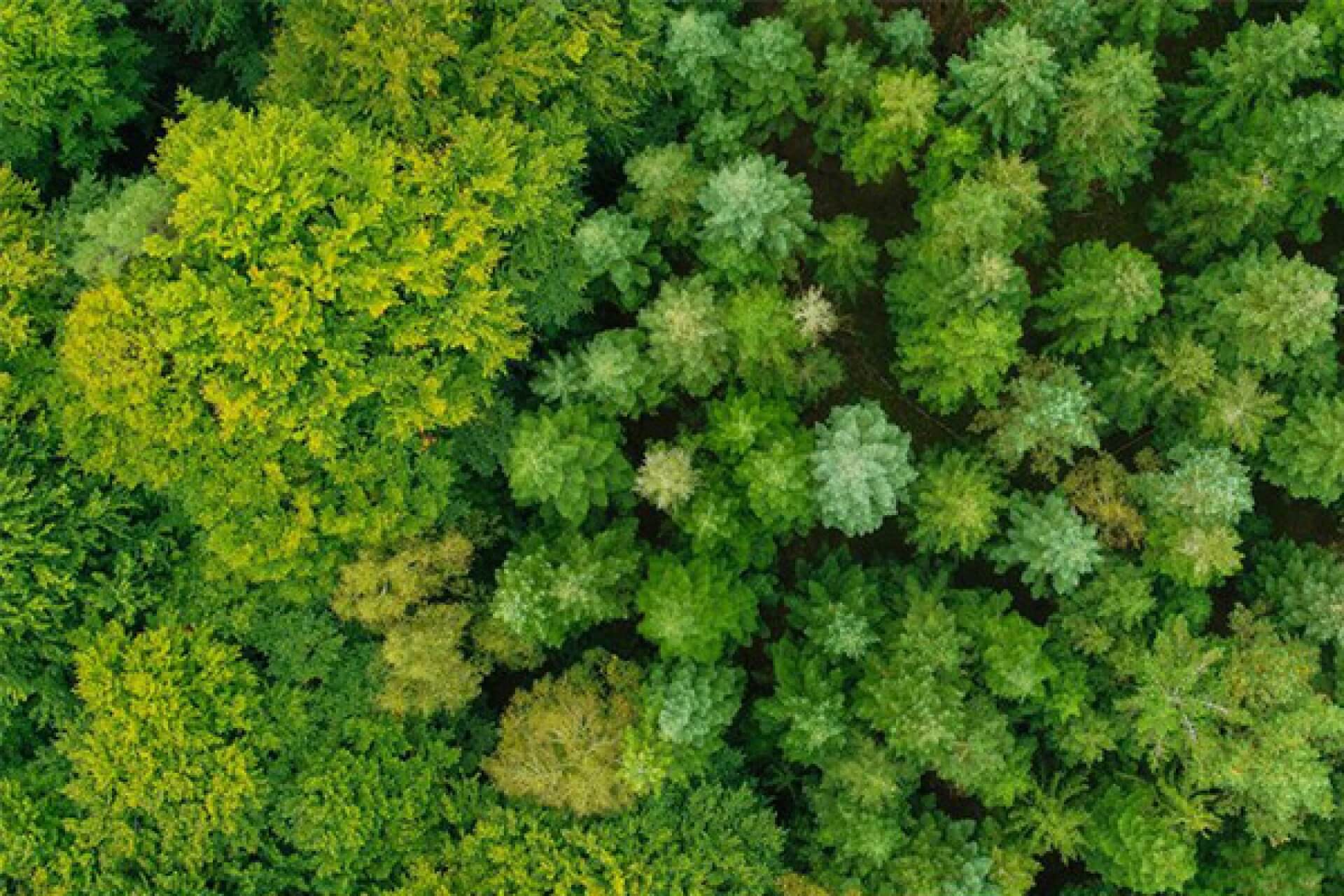 Vue aérienne d'une forêt